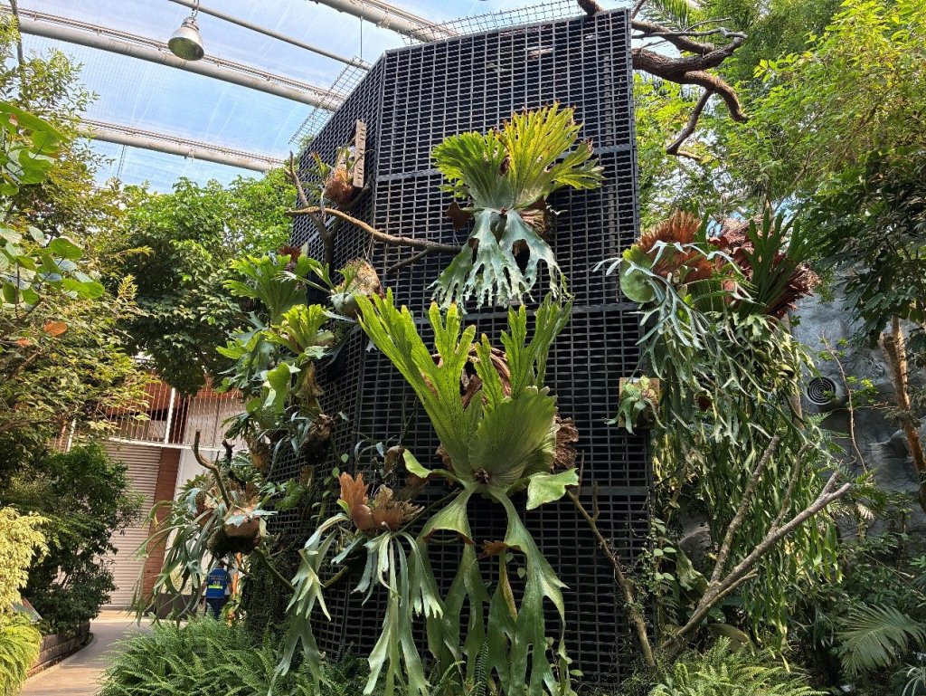 探索台灣蕨類王國歷史 典藏植物園蕨對好看!<大和傳媒>