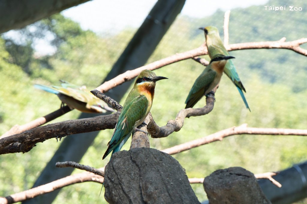 臺北動物園栗喉蜂虎菜鳥報到，首度自然繁殖且育幼成功！<大和傳媒>