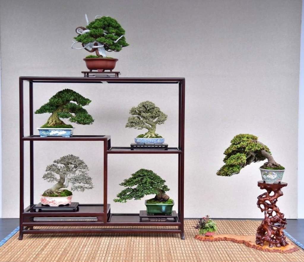 雙十佳節限定！士林官邸展出百年漢風盆景<大和傳媒>