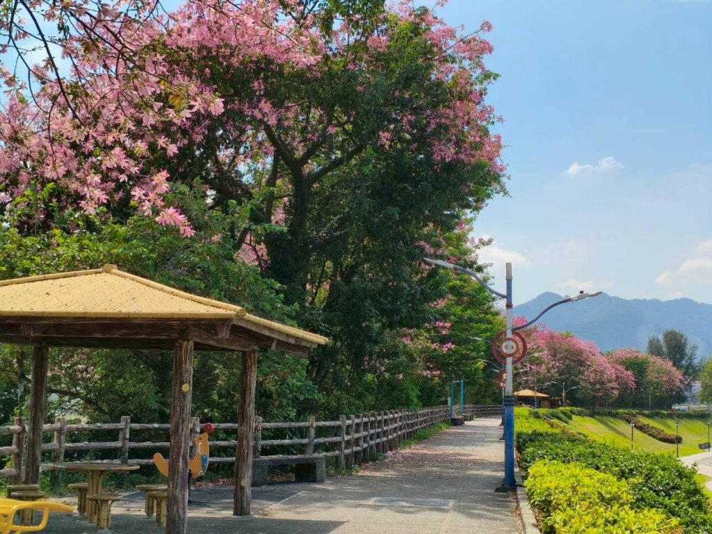 賞美人趁現在 初秋漫遊淡水、三峽享夢幻花海美景<大和傳媒>