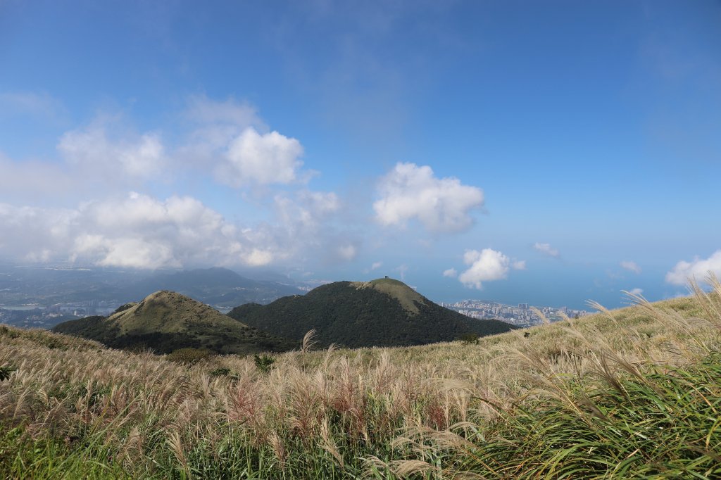 秋日臺北大縱走 陽明山金色芒草饗宴<大和傳媒>