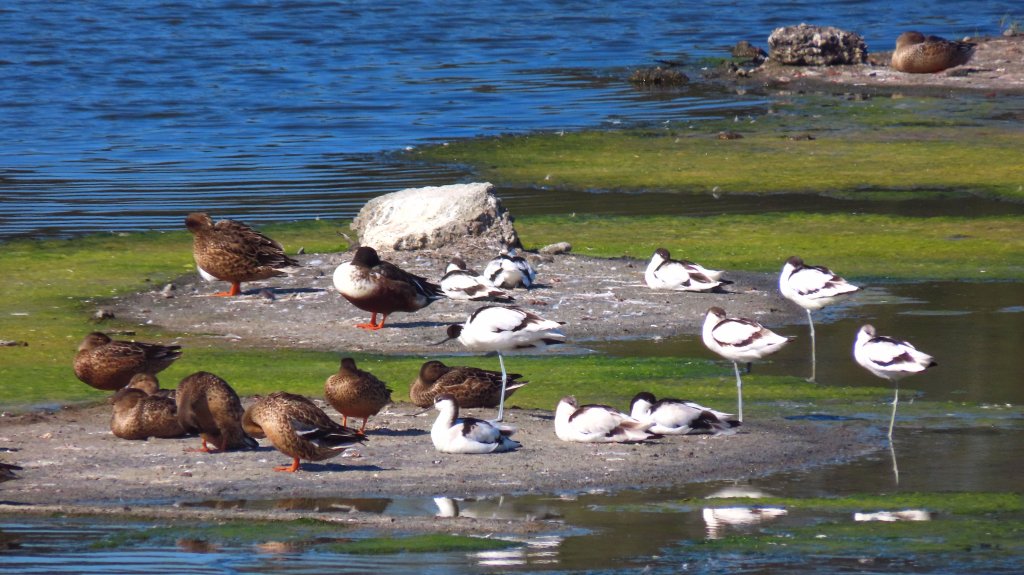 候鳥季來了，嘉義縣文觀局推「鷺境嘉義」親子賞鳥活動<大和傳媒>