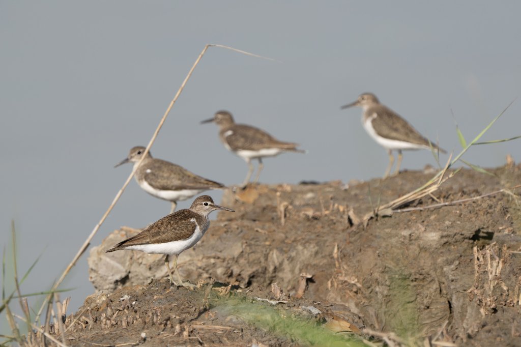 秋天冬候鳥報到 大漢溪濕地化身為鳥類五星級度冬天堂