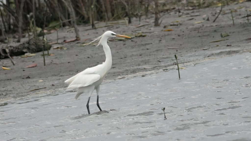親子一同走進紅樹林的奇幻世界 挖子尾賞鳥趣<大和傳媒>