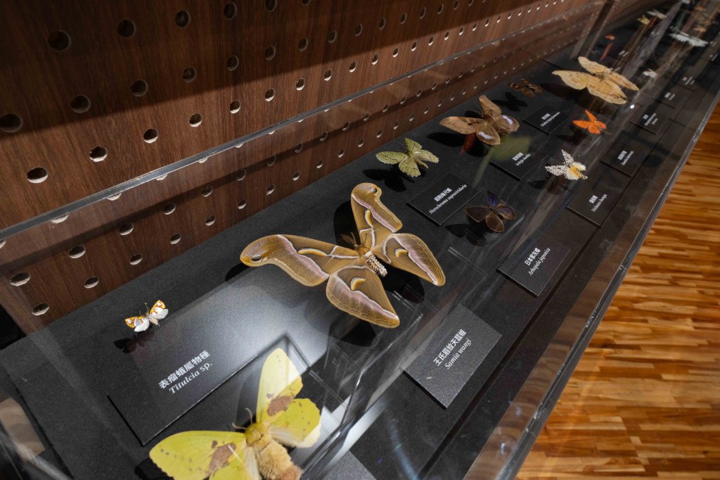 「島嶼飛行—臺灣蝶蛾生存記」特展 看見鱗翅的奇幻旅程，展開一場關於生命與共生的飛行！<大和傳媒>