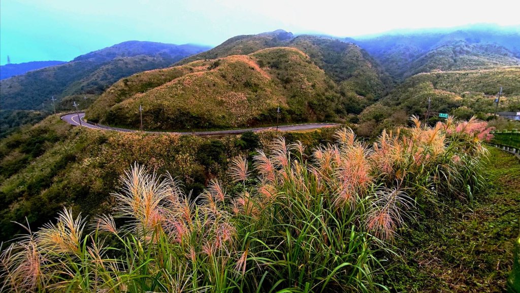 秋冬賞芒好去處 新北瑞芳三安社區展現山城秘境魅力<大和傳媒>