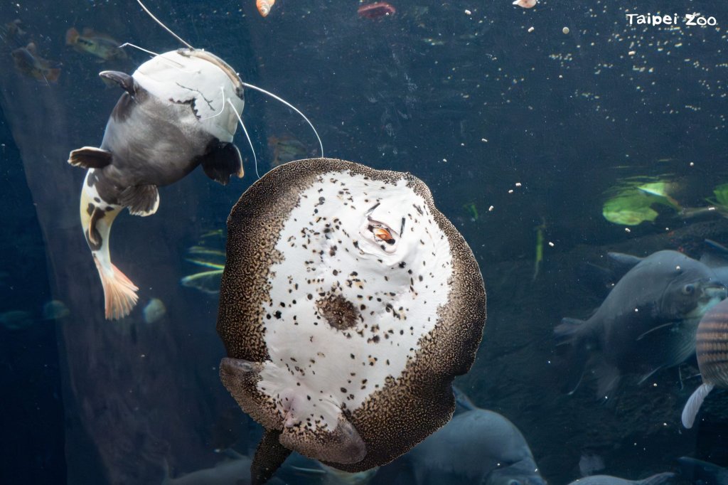 保育員經營「鱻食堂」 餵養穿山甲館魚群<大和傳媒>