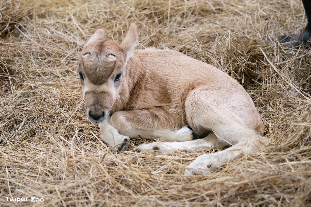 保育員當弓角羚羊寶寶保母 隔壁羚羊長輩們作夥來幫忙<大和傳媒>