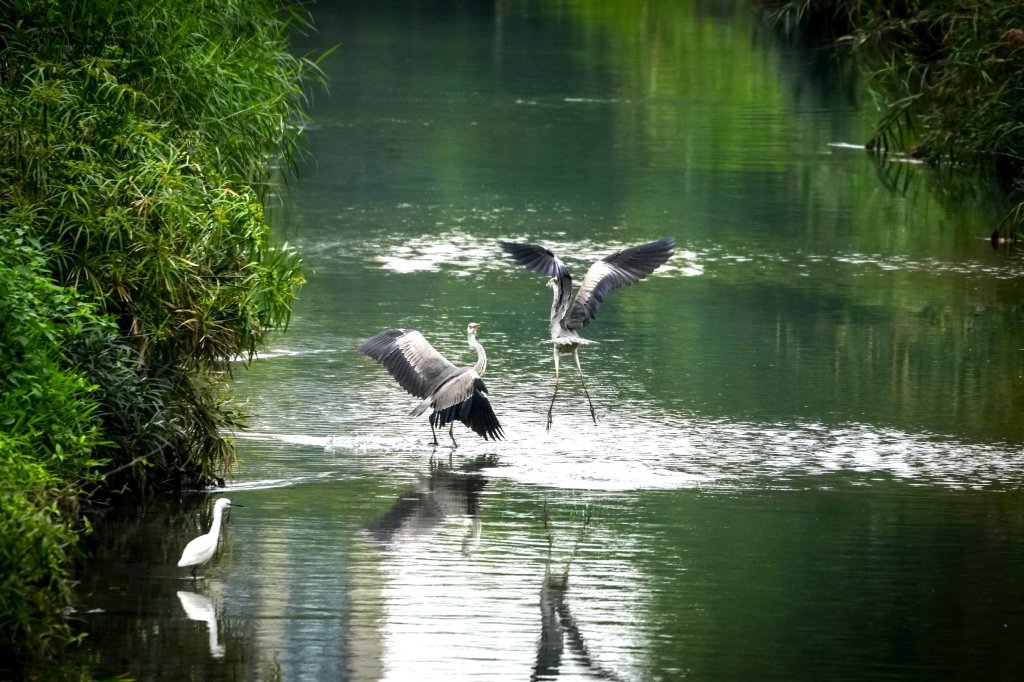 野生嬌客湳仔溝打卡 冬候鳥花嘴鴨現蹤引爆都市賞鳥熱潮<大和傳媒>