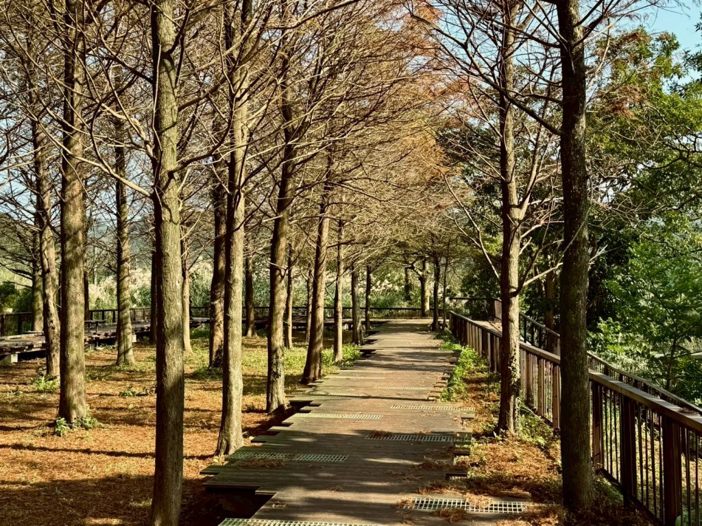 季節限定自然療癒美景 貢寮環保公園落羽松林浪漫登場<大和傳媒>
