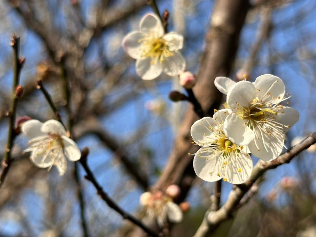 「梅」你不行的冬天 就來楠西賞花、採果、泡溫泉<大和傳媒>