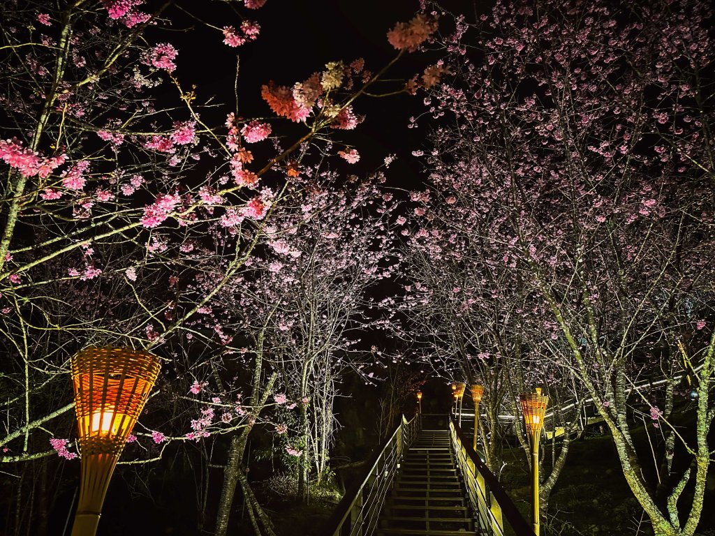 雲霧步道遇見夜櫻浪漫，嘉義石棹茶旅兩日遊正夯<大和傳媒>