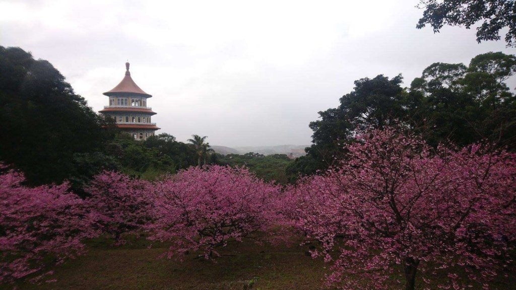 淡水賞櫻新玩法 滬尾休閒農業區推出農場香草療癒體驗<大和傳媒>