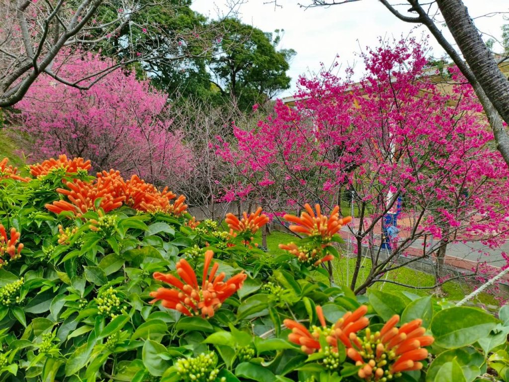 山櫻心花開 永吉公園換新裝 炮仗花接力綻放<大和傳媒>