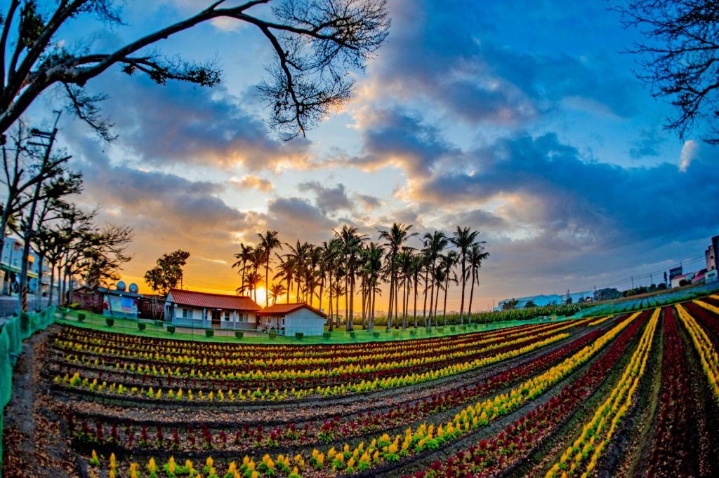 2.6公頃五彩花毯繽紛綻放 黃偉哲邀漫步學甲蜀葵花海<大和傳媒>