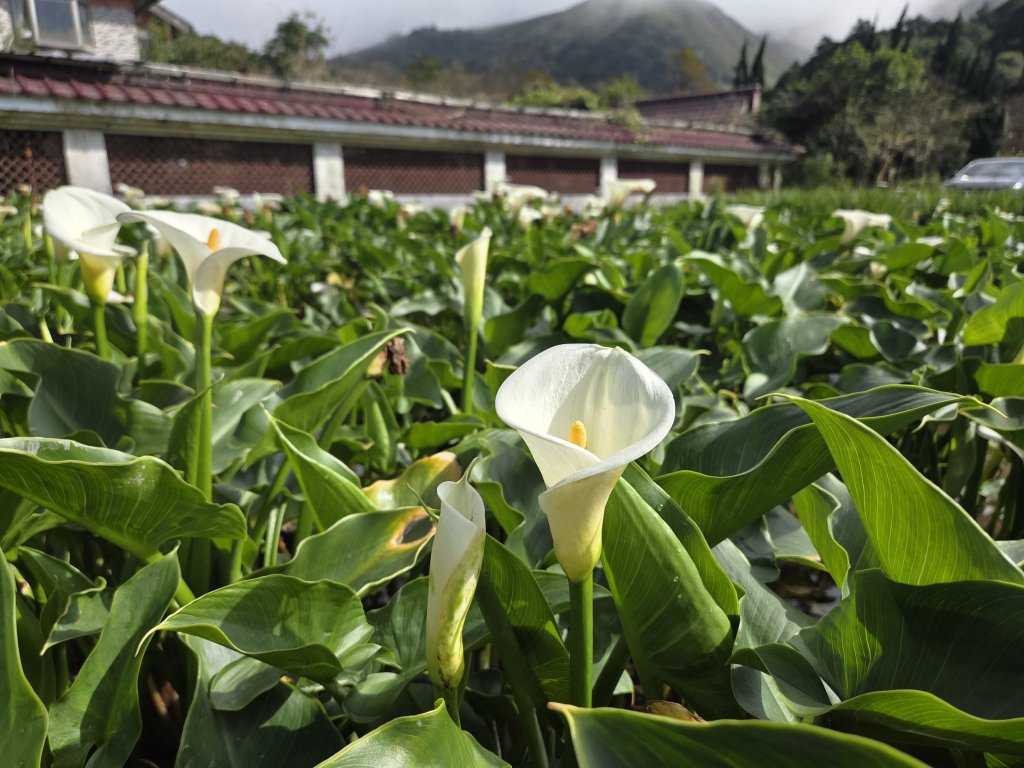 陽明山海芋季開跑！漫步純白花海與仙氣步道<大和傳媒>
