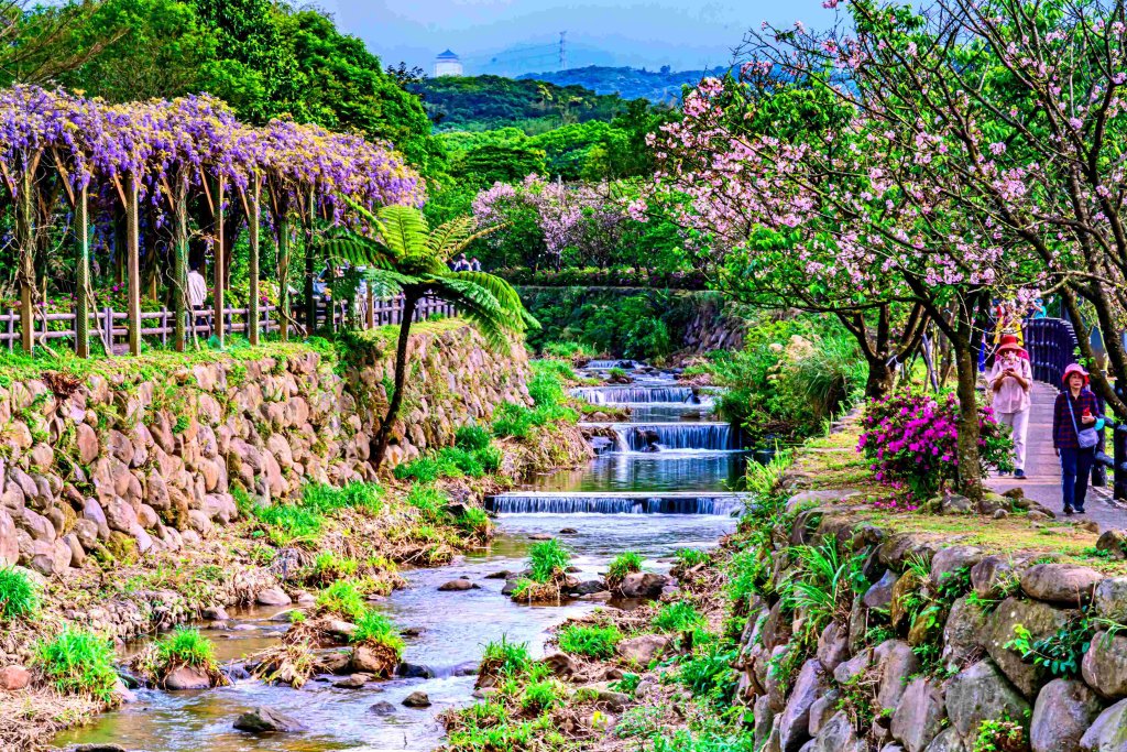 淡水三芝紫藤接力綻放 漫遊北海岸感受農村好滋味<大和傳媒>