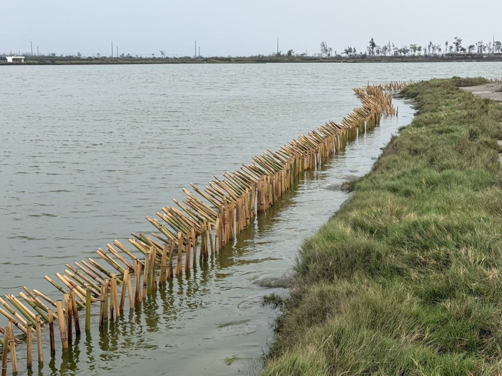 布袋鹽田設立護鳥圍籬，守護小燕鷗重要繁殖棲地<大和傳媒>