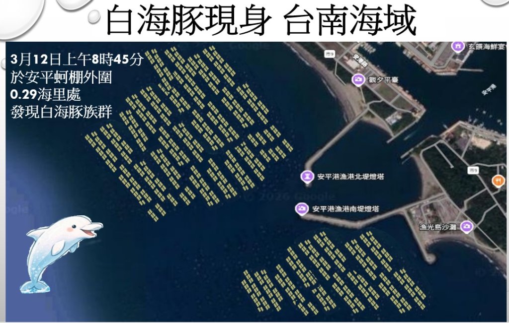 海洋共護－蚵棚生機再現 漁民巡護、永續放流　安平蚵棚海域白海豚現蹤<大和傳媒>