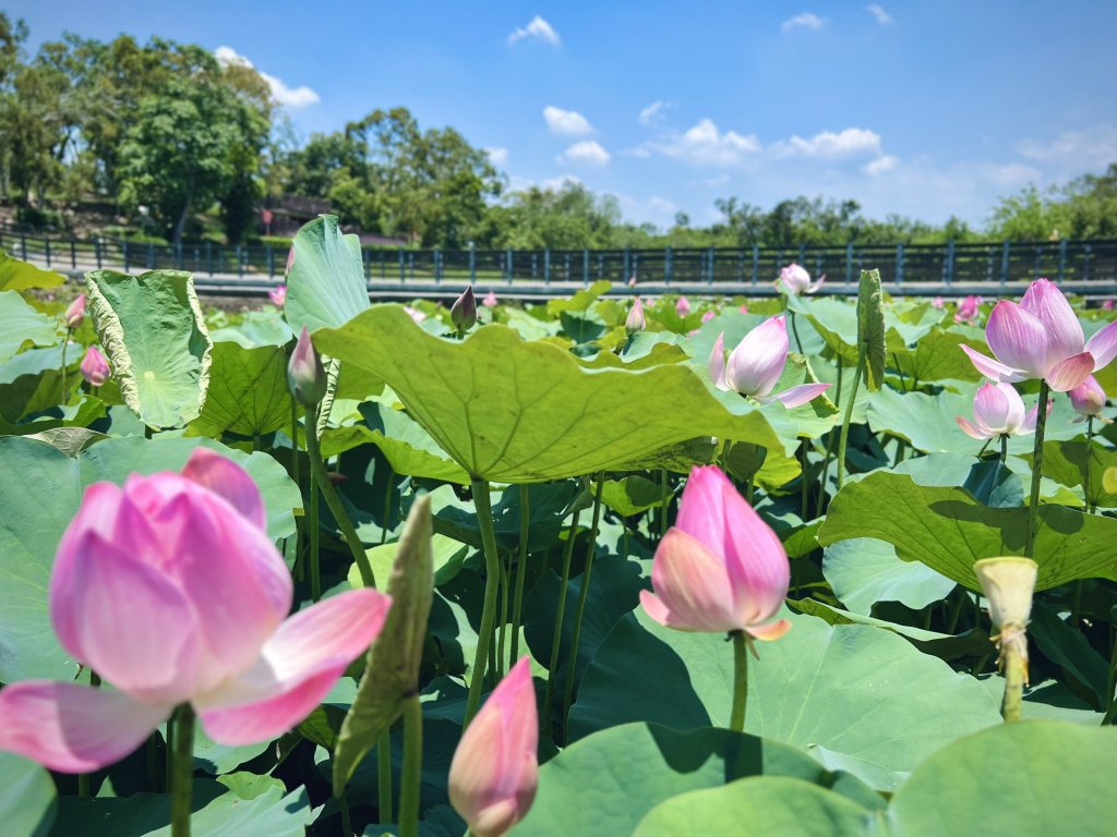初夏賞蓮正當時　騎遊小南海自行車道　漫遊湖畔田園風光<大和傳媒>