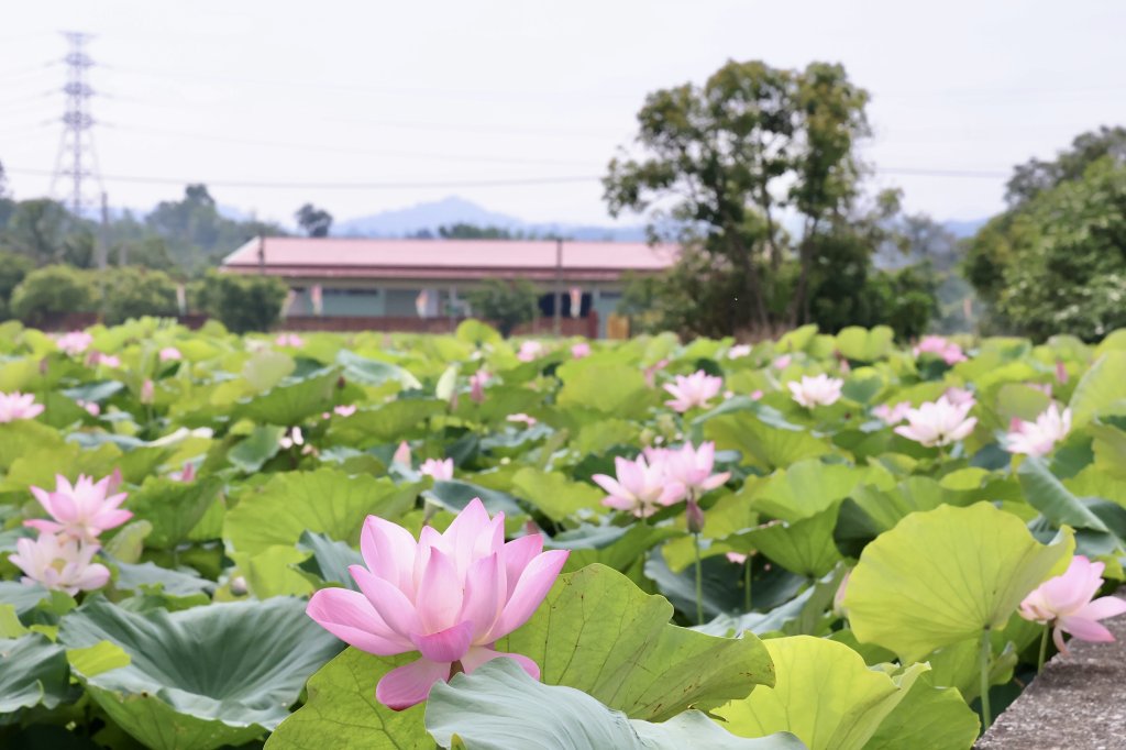 2026白河蓮花季開跑  黃偉哲邀賞白河「夏日花海盛宴」 <大和傳媒>