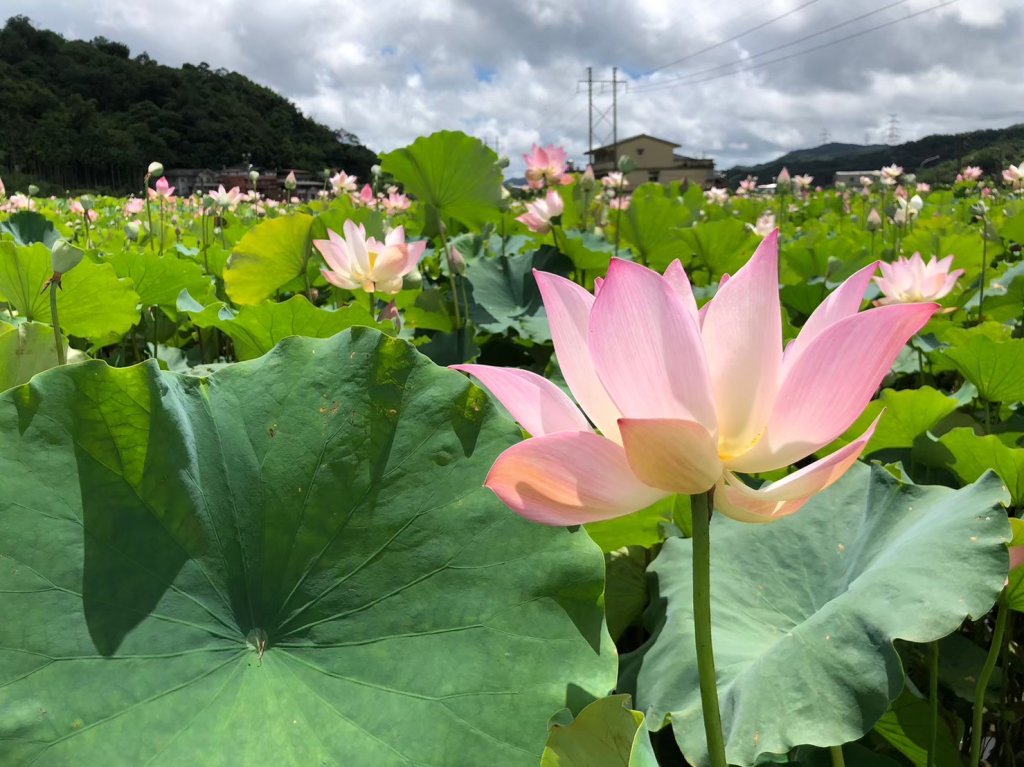 荷你相約，盛夏雙溪！2026戀戀雙溪荷花節日夜登場<大和傳媒>
