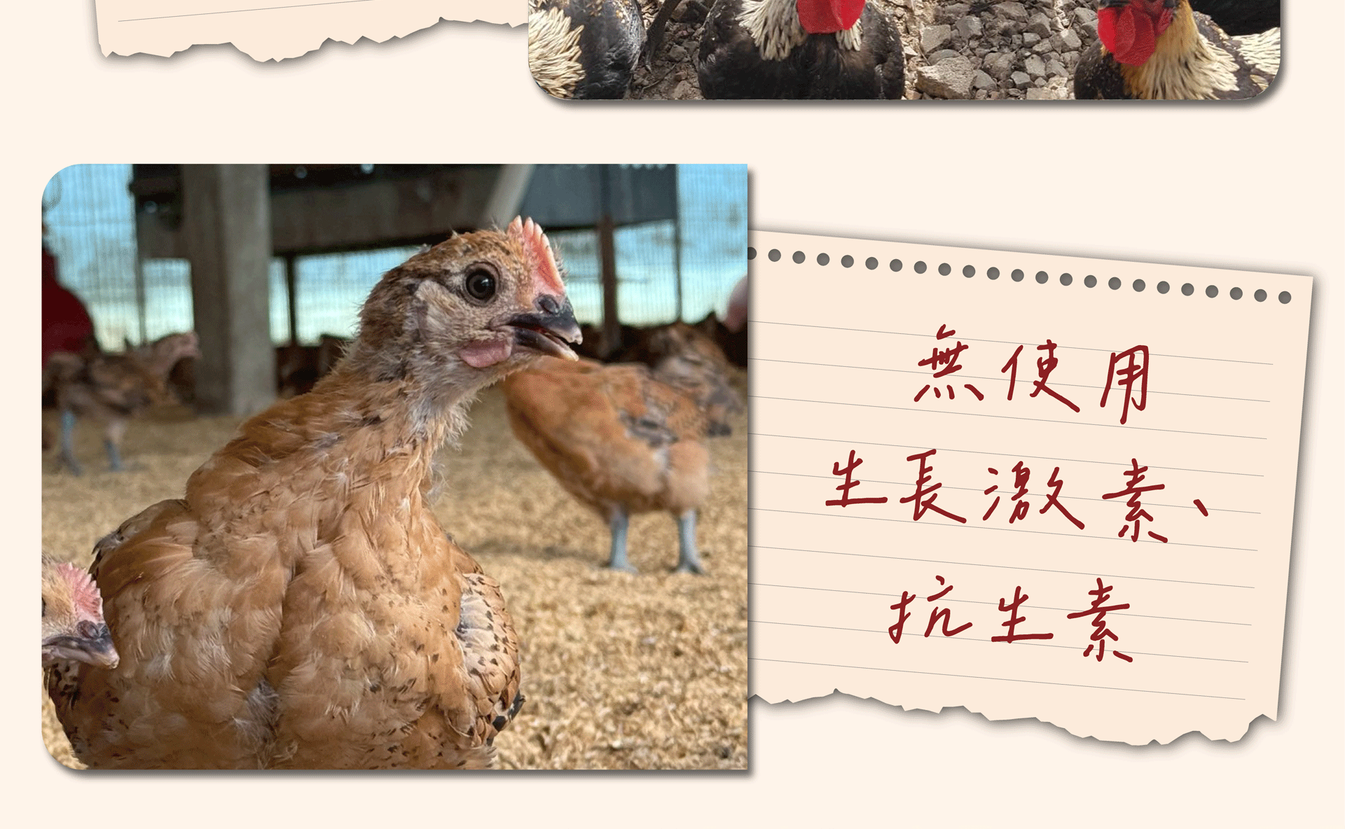 放山土公雞3斤- 青宏畜牧場官方網站