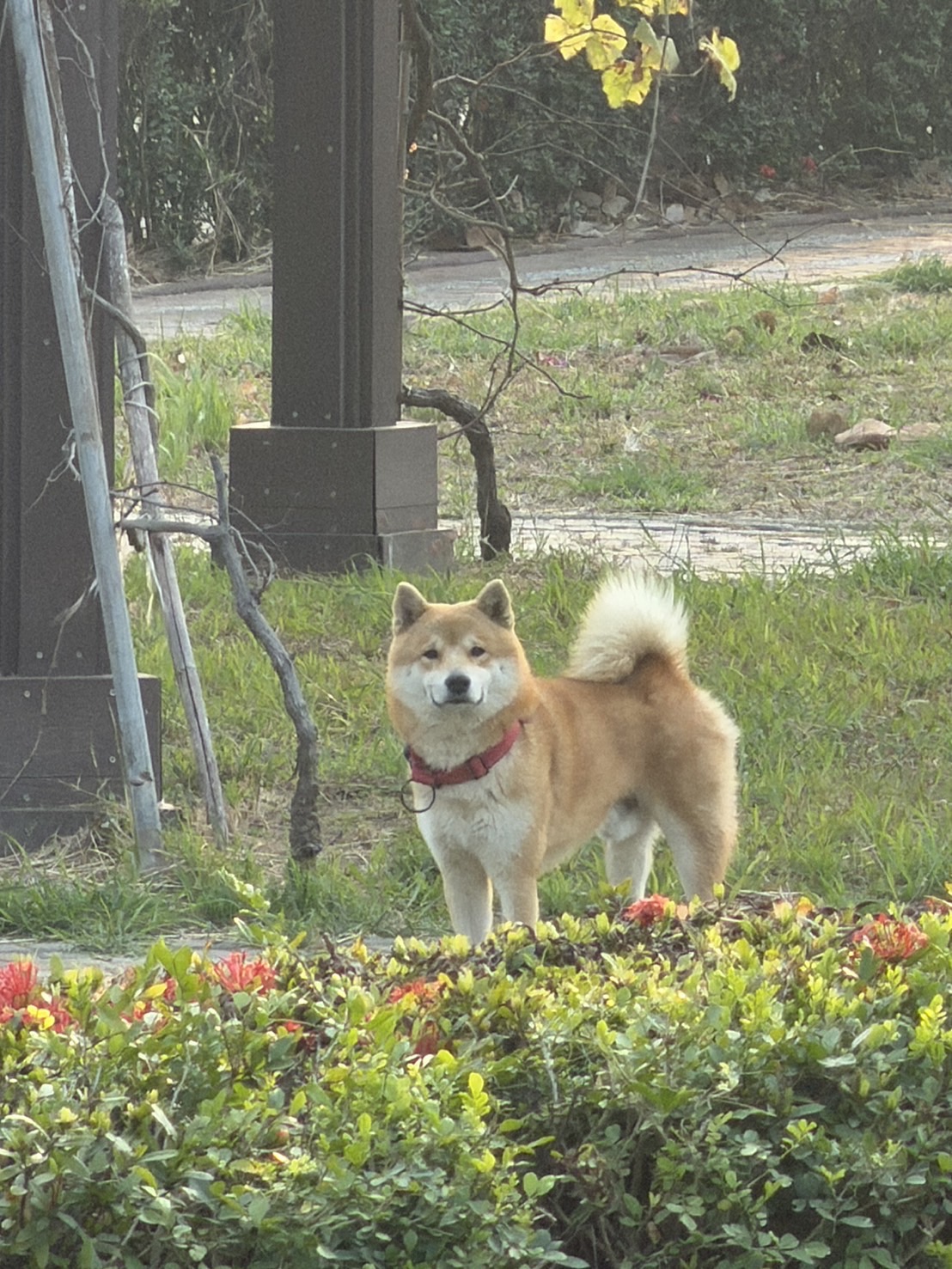 台南赤柴「柯P」後壁區走失12天 飼主懸賞盼愛犬平安歸來