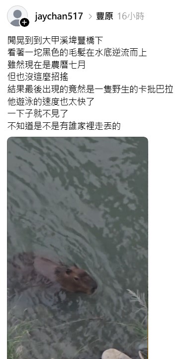 網友在大甲溪直擊野生水豚!疑似農場兩年前逃脫,成為強大「野化」個體。
