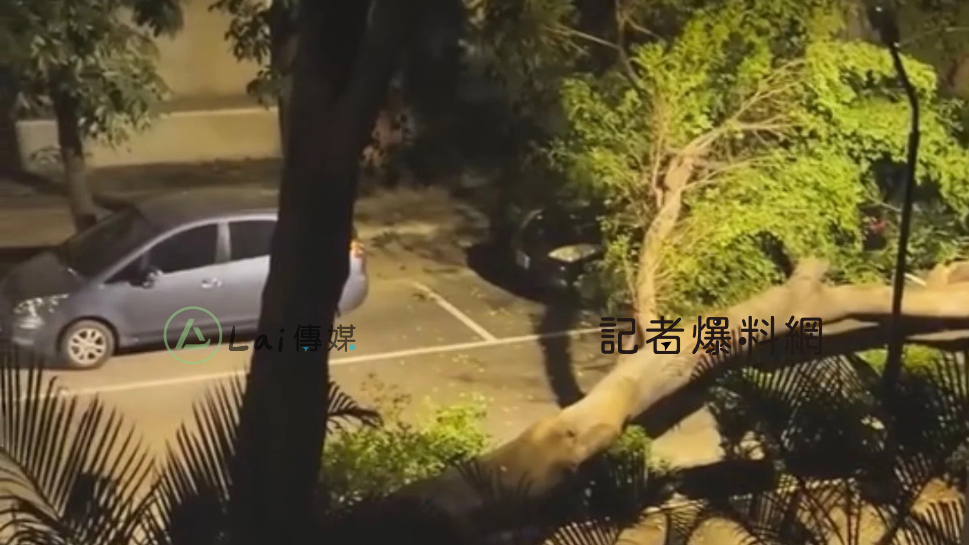 獨／高師大凌晨驚傳巨響！老樹突倒塌砸車　學生睡夢中驚醒