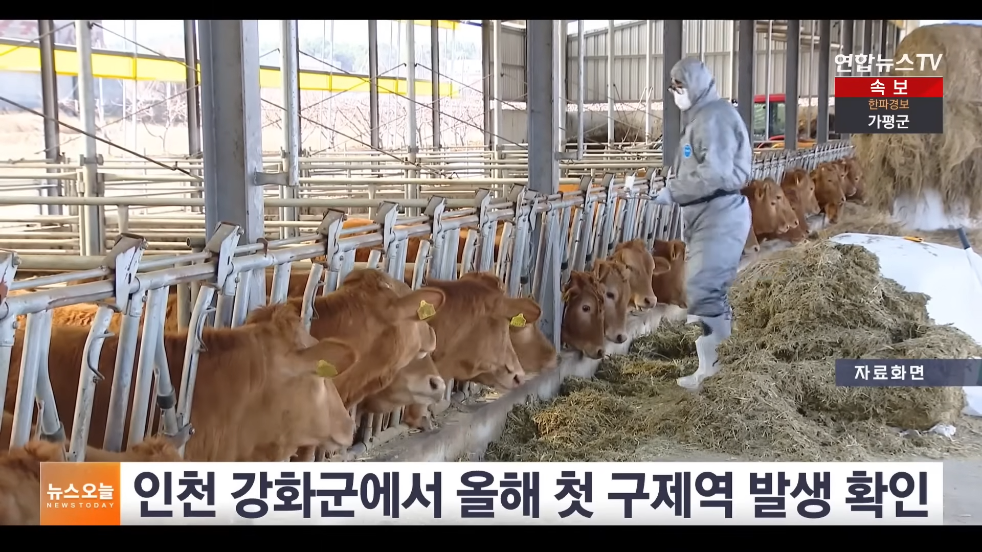 ▲韓國口蹄疫又爆了！仁川肉牛場中鏢 緊急撲殺246頭、金浦下令48小時禁移動（圖／翻攝自 YouTube／연합뉴스TV）