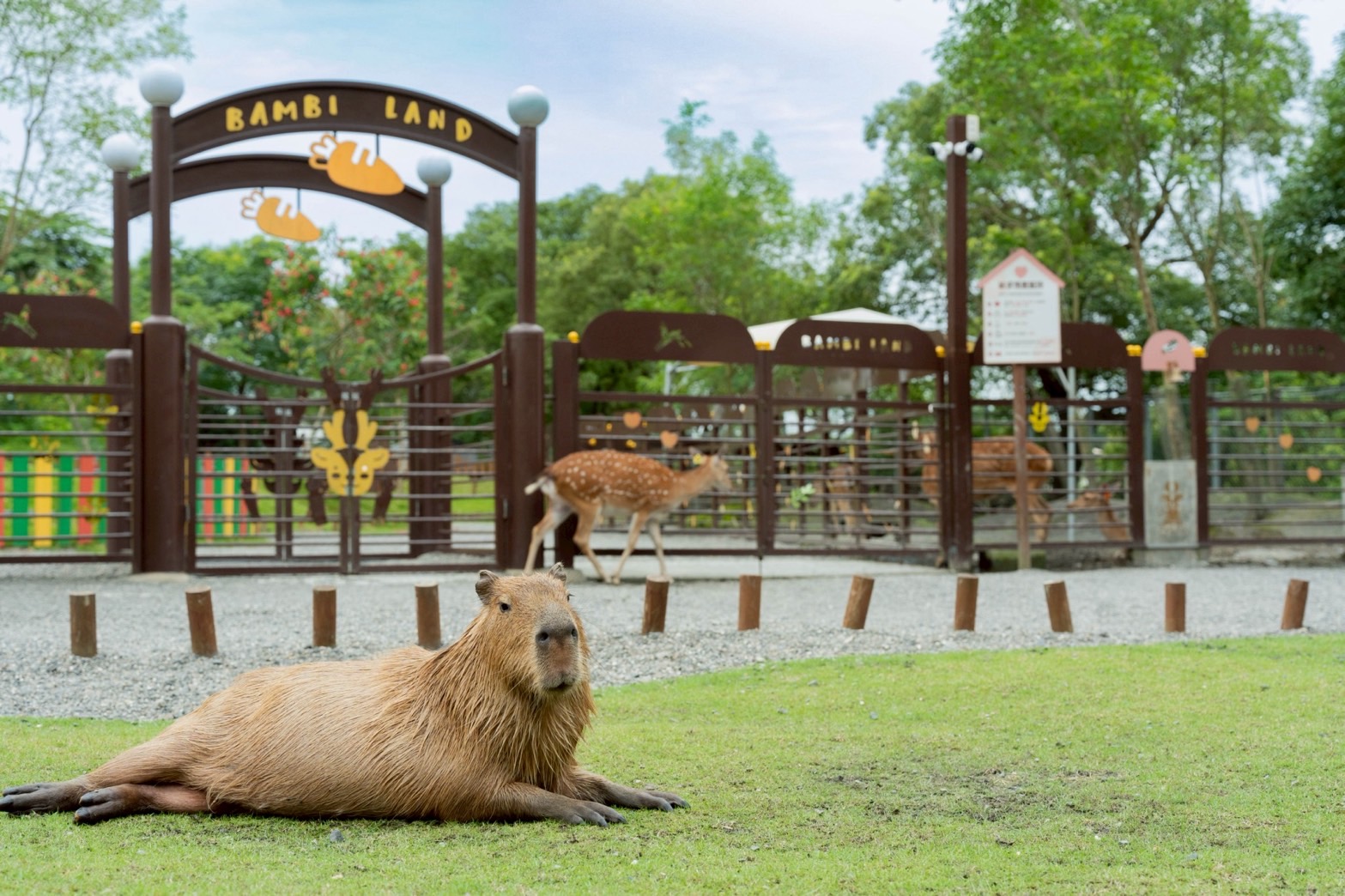 綠舞與斑比山丘推出聯賣住房專案。(圖/綠舞提供)