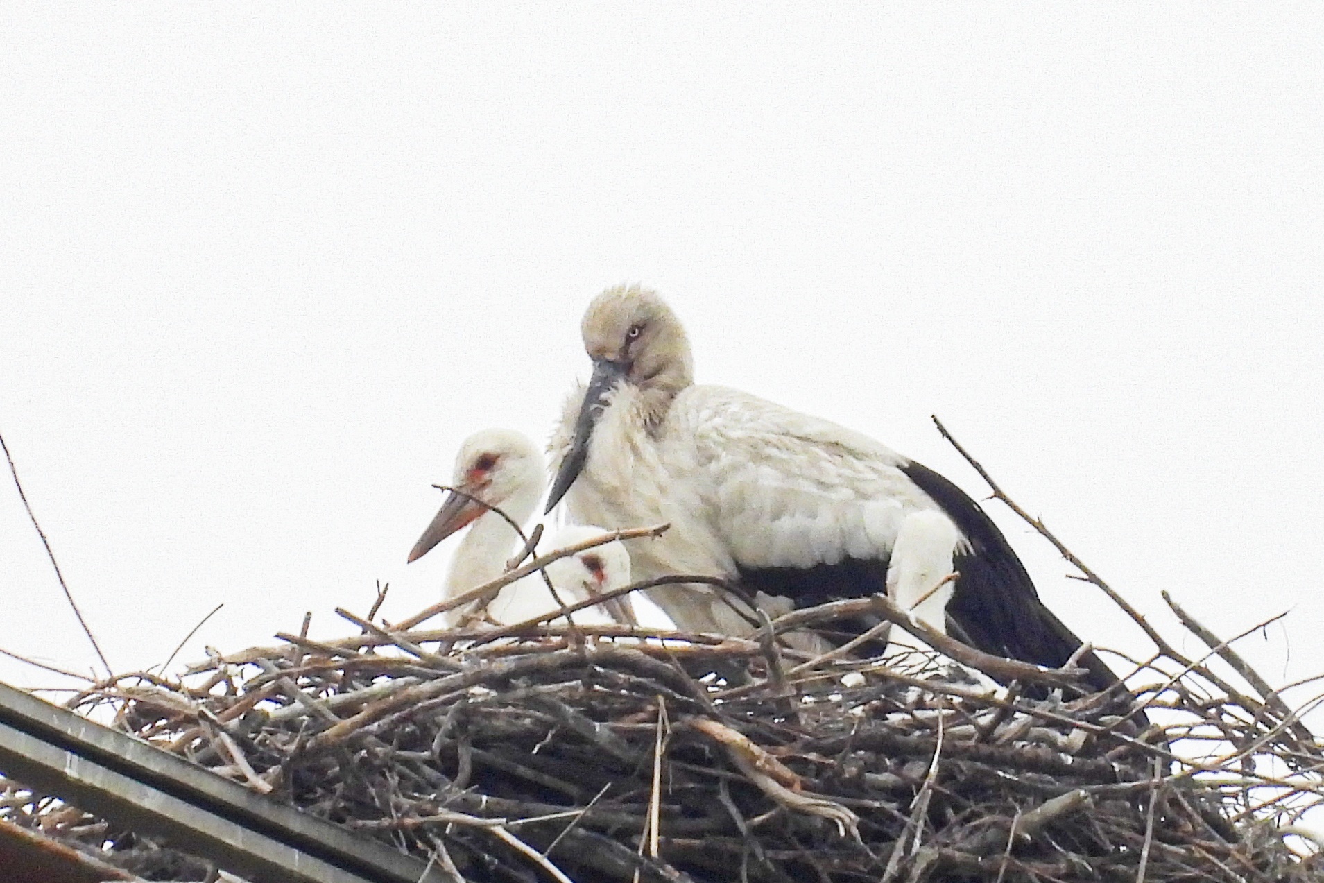東方白鸛鐵塔築巢引關注　南投分署跨部會協調：保育與供電安全並行