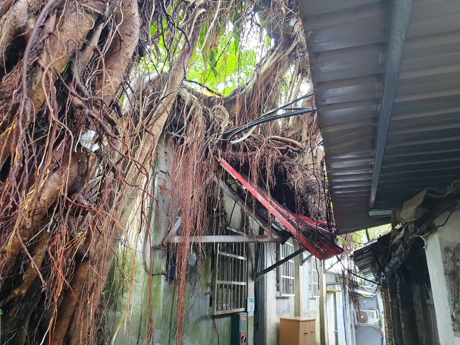 ▲台北市文山區興隆路三段一帶，今（21）日中午發生一起路樹倒塌事件。（翻攝畫面）
