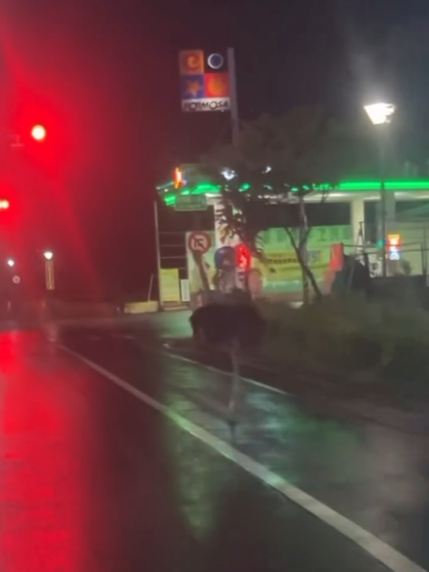 柳颱風來襲的颱風夜，宜蘭街頭竟出現一隻鴕鳥在馬路上狂奔，目擊民眾驚呼連連。（翻攝自THREADS《0819nini》）