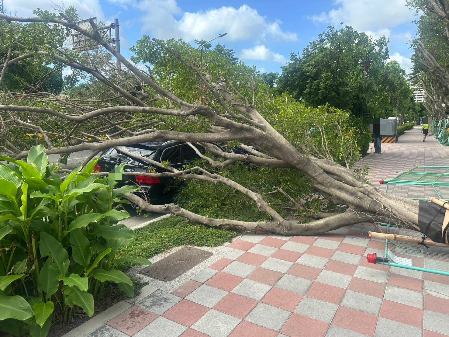 ▲路樹倒塌壓損停放在路邊停車格內的2輛自小客車。(翻攝畫面)