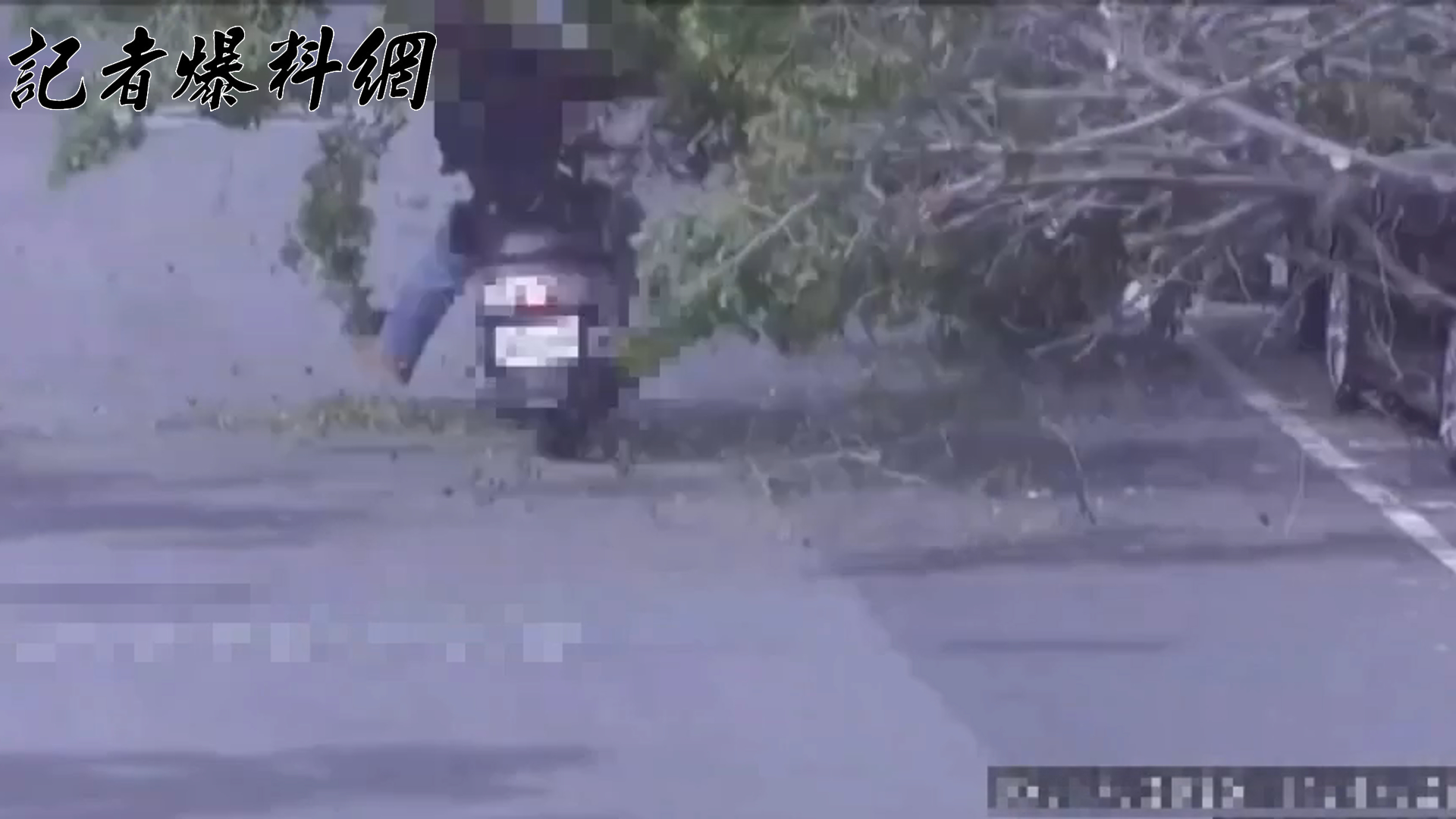 ▲新北市三重區重陽路三段上一棵路樹不敵強風吹襲應聲倒塌，樹梢枝葉狠狠「刷臉」過路騎士。(翻攝畫面)