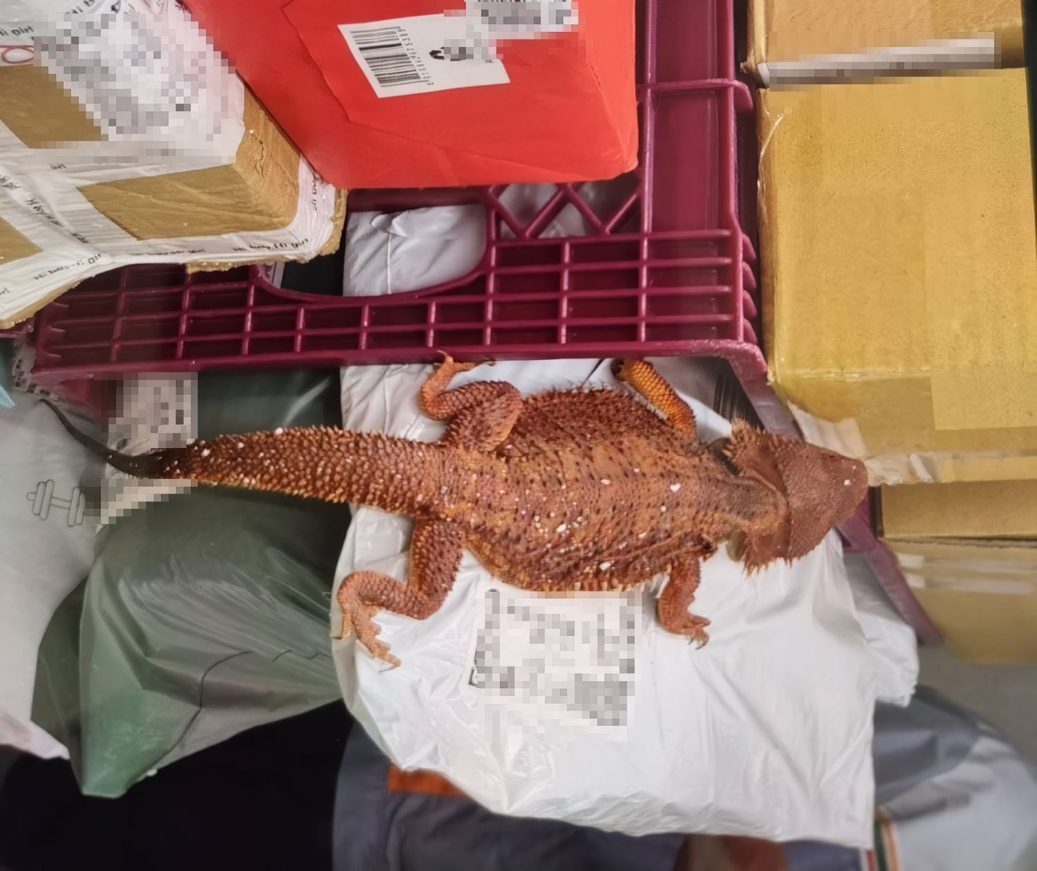 新北市政府動保處日前接獲超商通報，指稱店內包裹中藏有活體蜥蜴。（翻攝畫面）