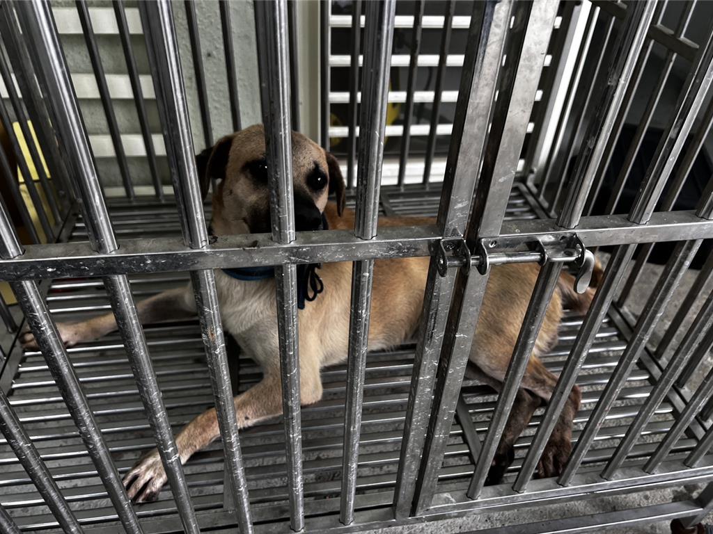 基隆市中正區立德路208巷1戶人家飼養的家犬攻擊郵差,將其右手無名指咬斷。