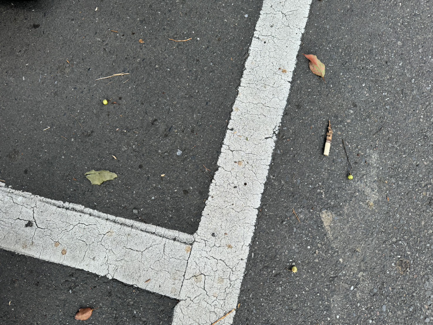 警方發現女騎士行經路段路邊種植有茄苳樹，且地面散落著大量綠色果實，部分已破裂並流出汁液。
