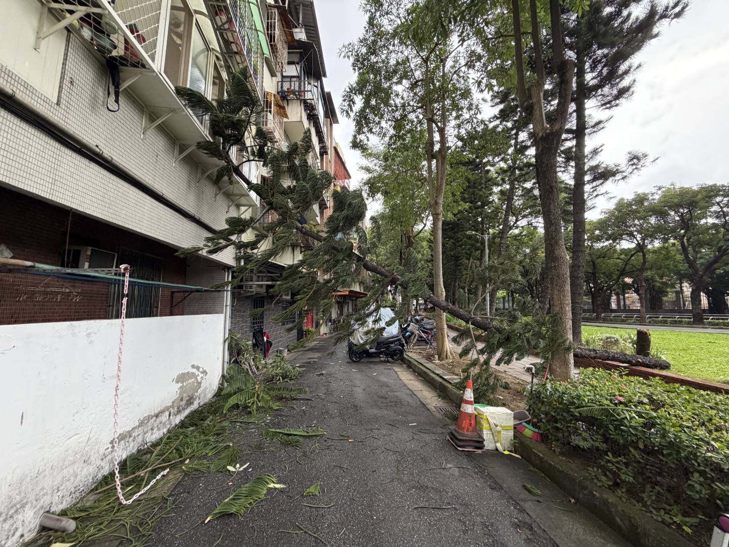 台北市北投區立農公園內1棵約3層樓高、具有強大抗風能力的「小葉南洋杉」,疑因不敵8級以上強陣風,底部應聲斷裂倒塌。