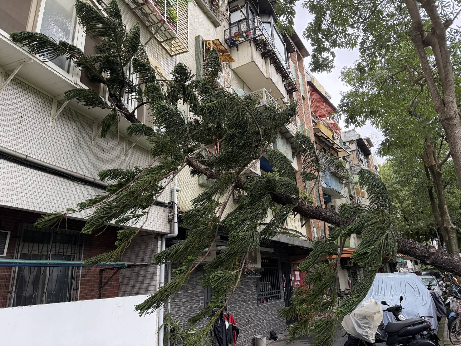 台北市北投區立農公園內1棵約3層樓高、具有強大抗風能力的「小葉南洋杉」,疑因不敵8級以上強陣風,底部應聲斷裂倒塌。