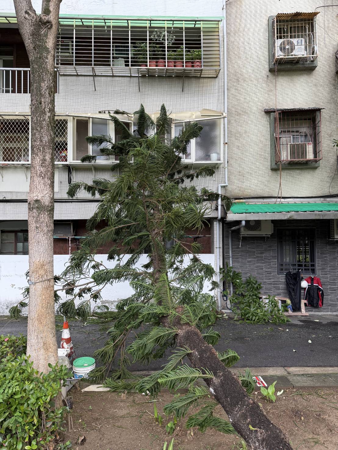 台北市北投區立農公園內1棵約3層樓高、具有強大抗風能力的「小葉南洋杉」,疑因不敵8級以上強陣風,底部應聲斷裂倒塌。