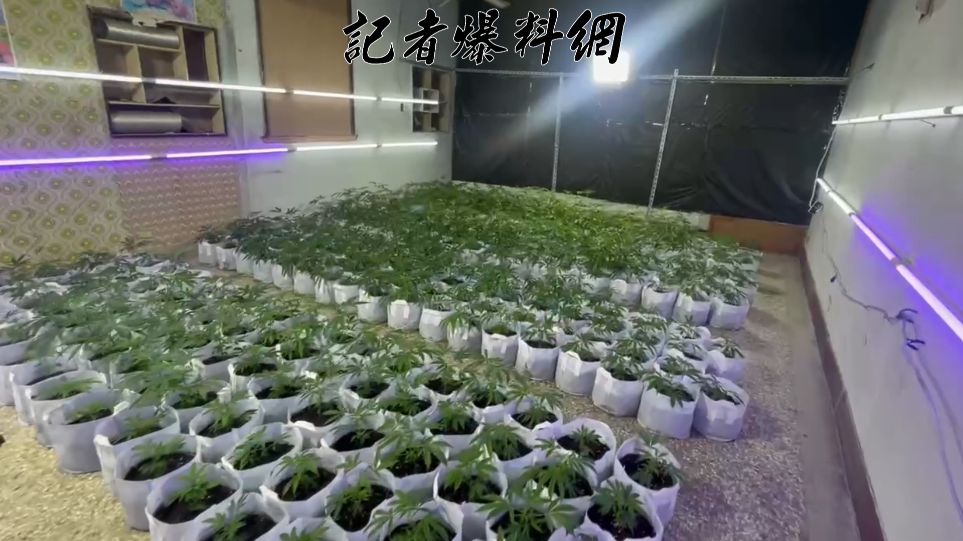 專案小組於本（2）月24日會同苗栗、新竹警方兵分多路攻堅，當場查扣大麻活株870株及專業栽種設備。