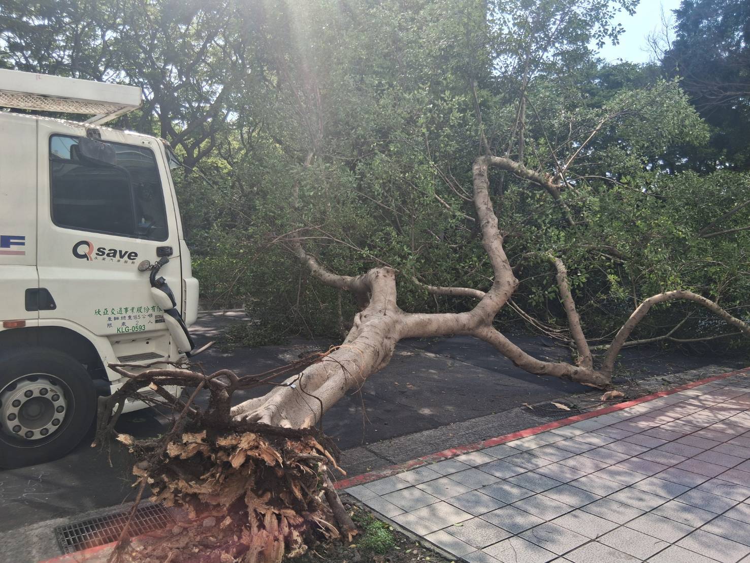 台北市大安區敦化南路二段一帶，今（26）日上午9時許傳出路樹倒塌意外。