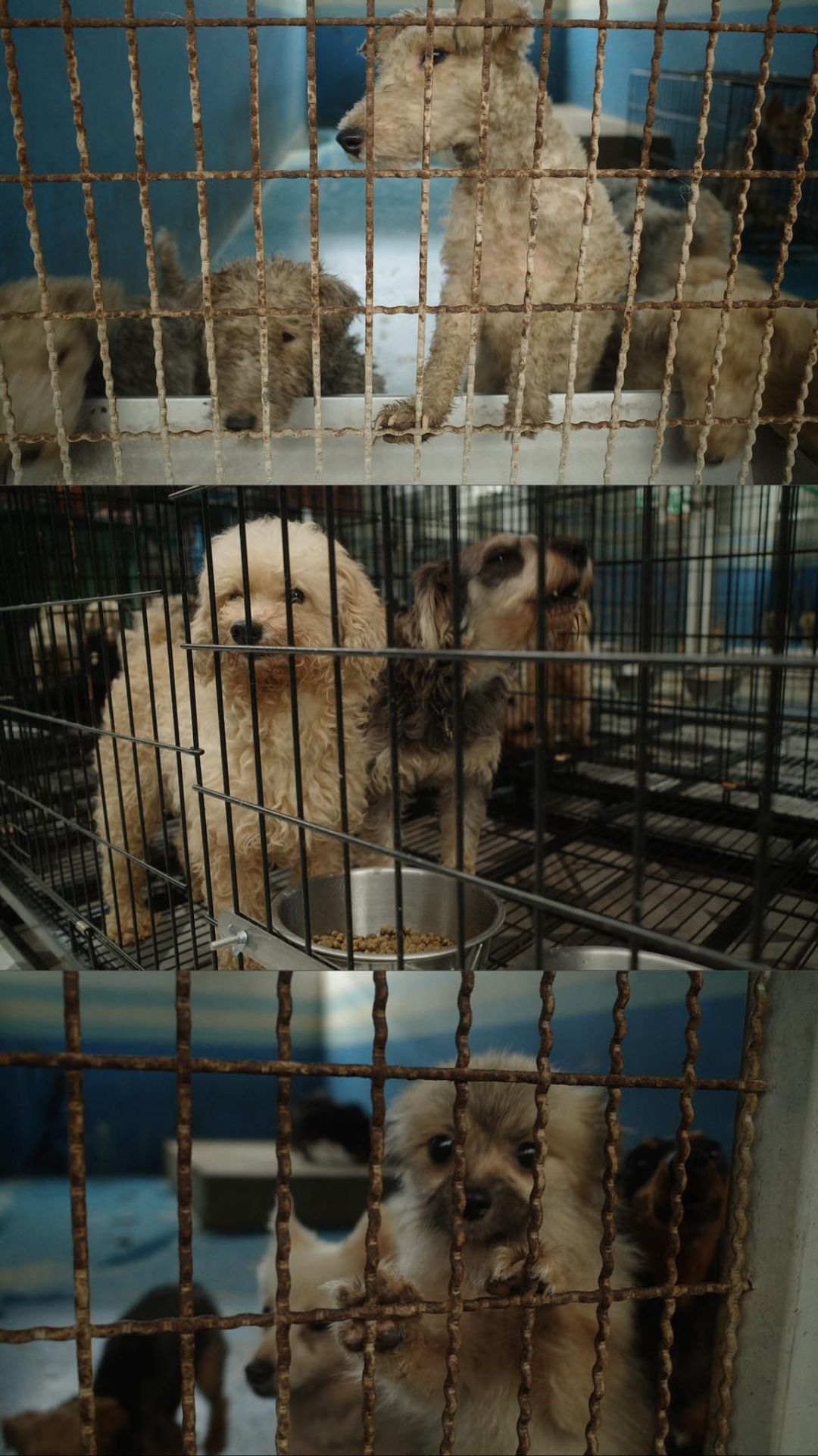 米可白分享人人犬舍內犬隻的狀況。(圖/翻攝米可白臉書)