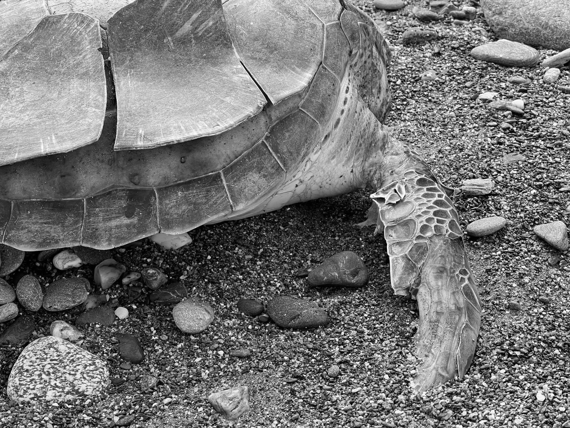 圖一： 宜蘭東澳海灘發現疑似綠蠵龜遺體，黑白影像呈現紀實氛圍。（翻攝自Yu-Hsiang Lin臉書）