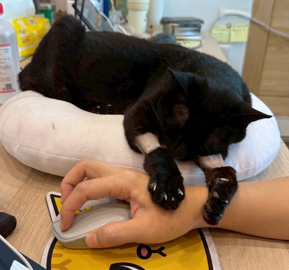 「黃阿瑪的後宮生活」黑貓Socles病逝。(圖/翻攝黃阿瑪的後宮生活臉書)