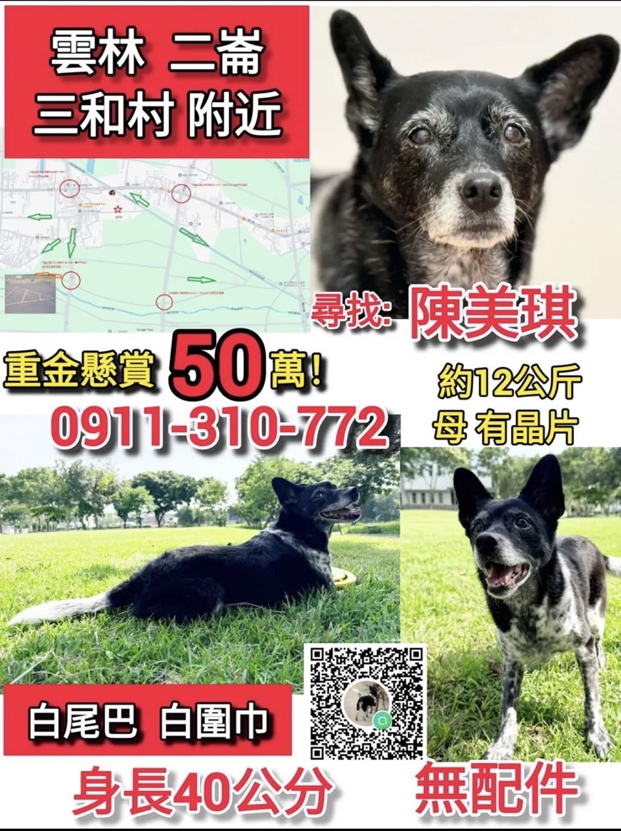 50萬懸賞掀全城協尋！雲林失蹤犬「美琪」引爆網友關注　最新消息已平安尋回