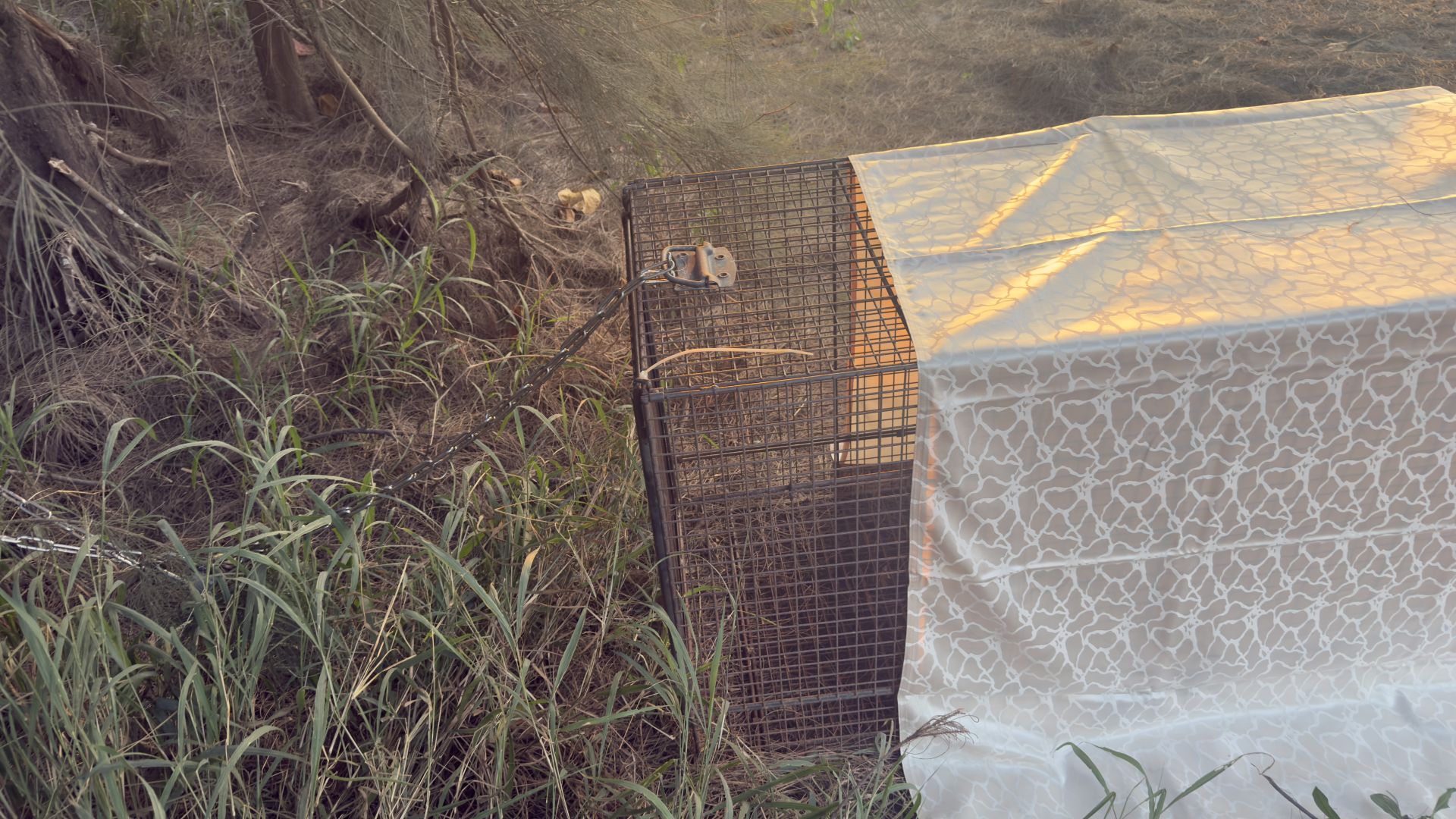 ▲誘捕籠子是關閉的，這也難怪都抓不到（圖／記者王俊勝 攝；未經授權請勿翻攝）